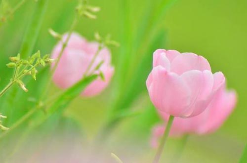 “花”样年华(上)