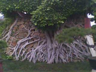石树