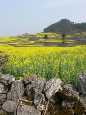 罗平风光四