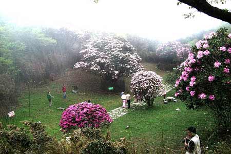 重庆南川金佛山