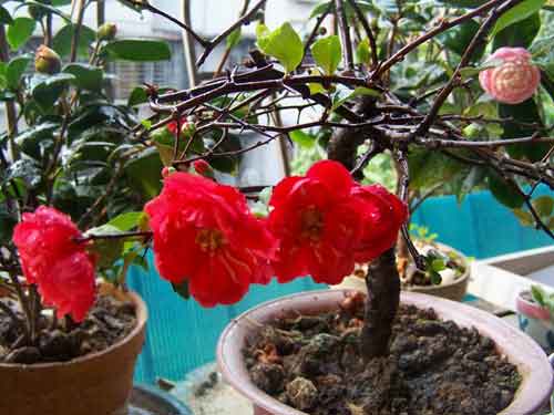红海棠和宫粉茶花