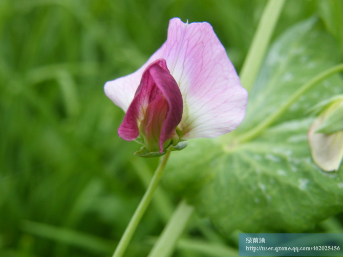 豌豆花开