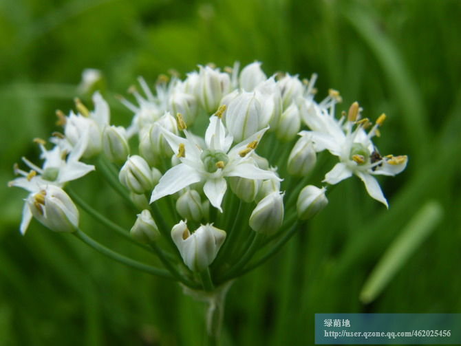 韭菜花开