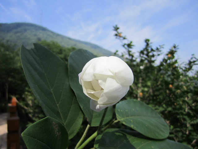 天女木兰花开