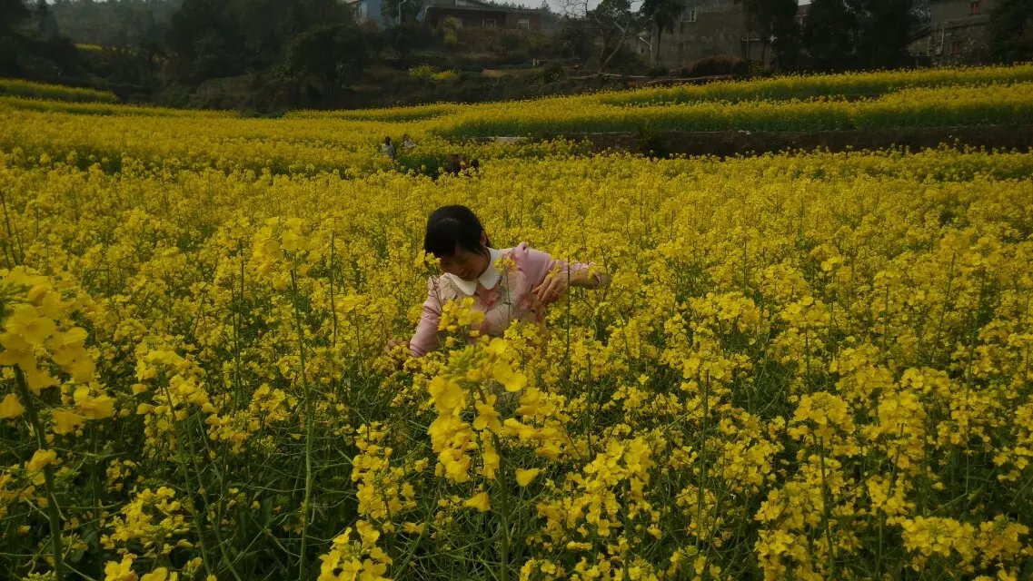 春花烂漫