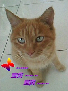 我的猫