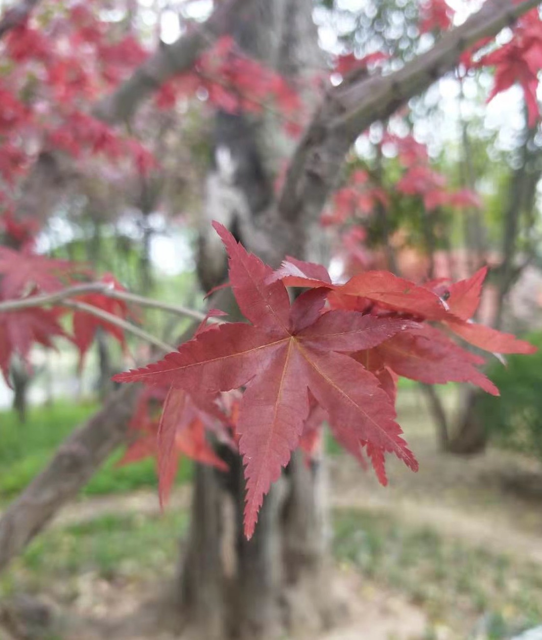 枫林里的畅想