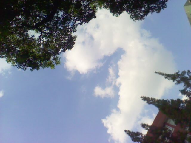 树和白云的爱