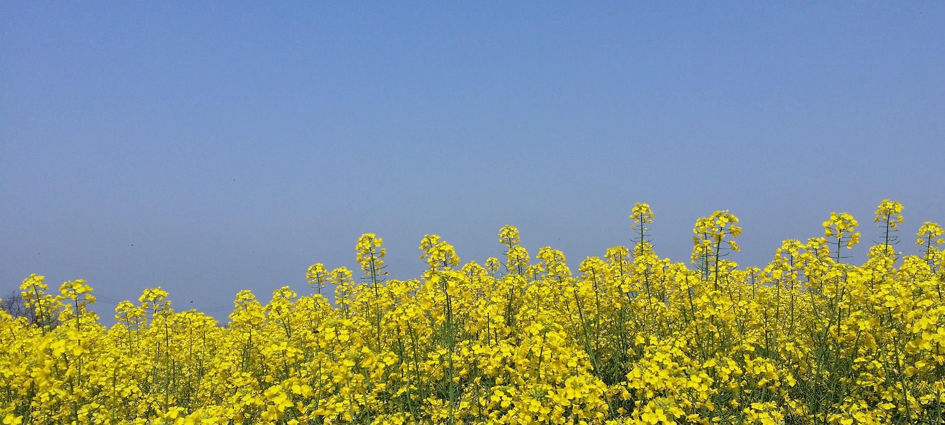 油菜花