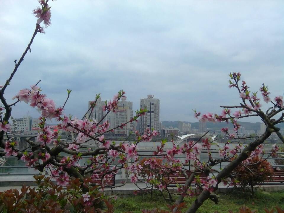 汉江之滨-桃花烟雨