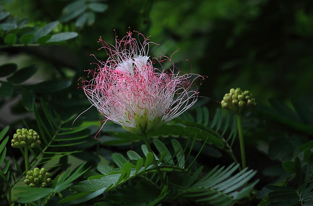 绒花