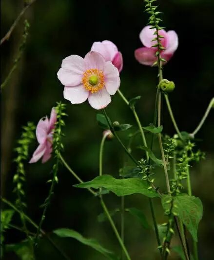 野棉花