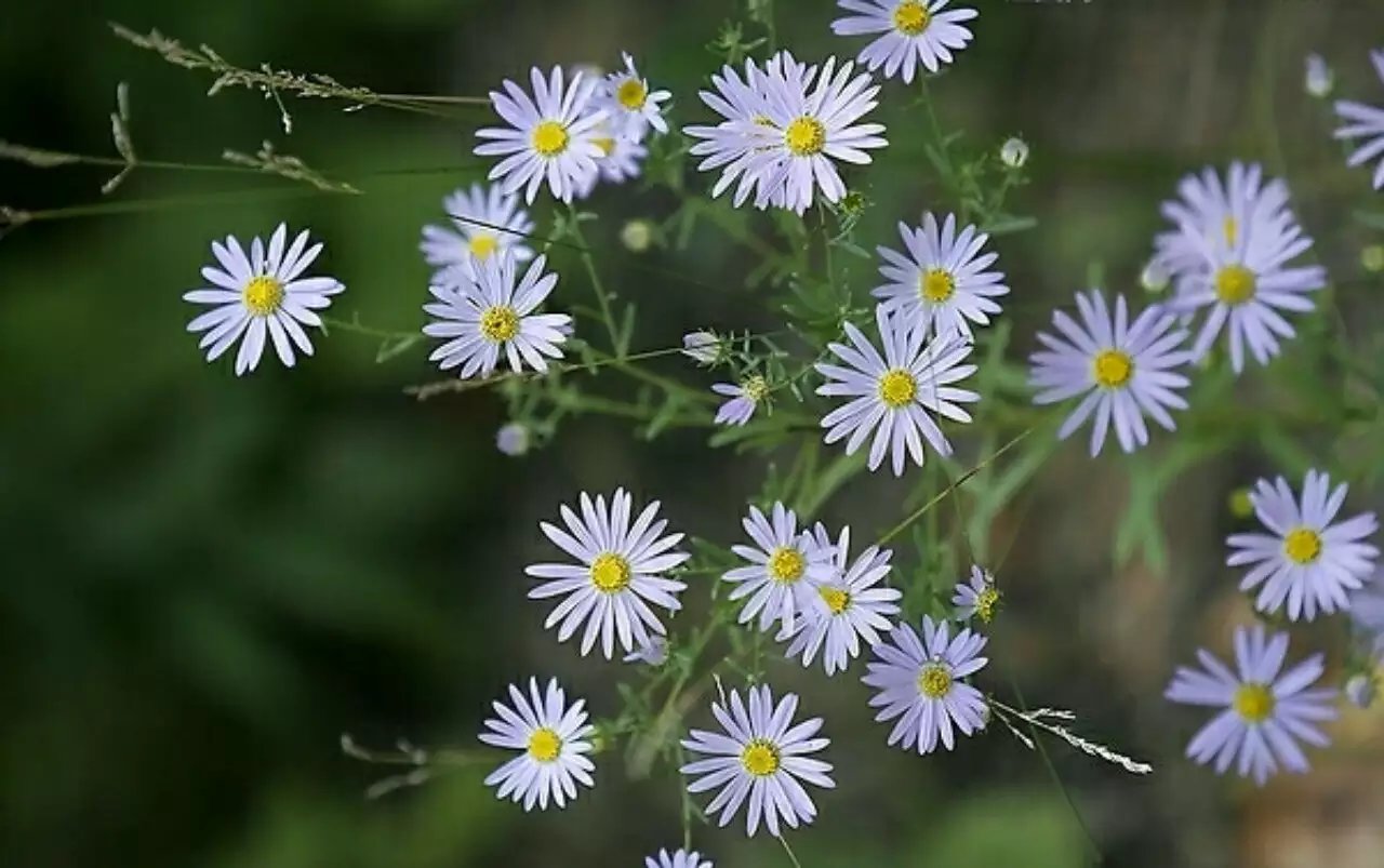 马兰花