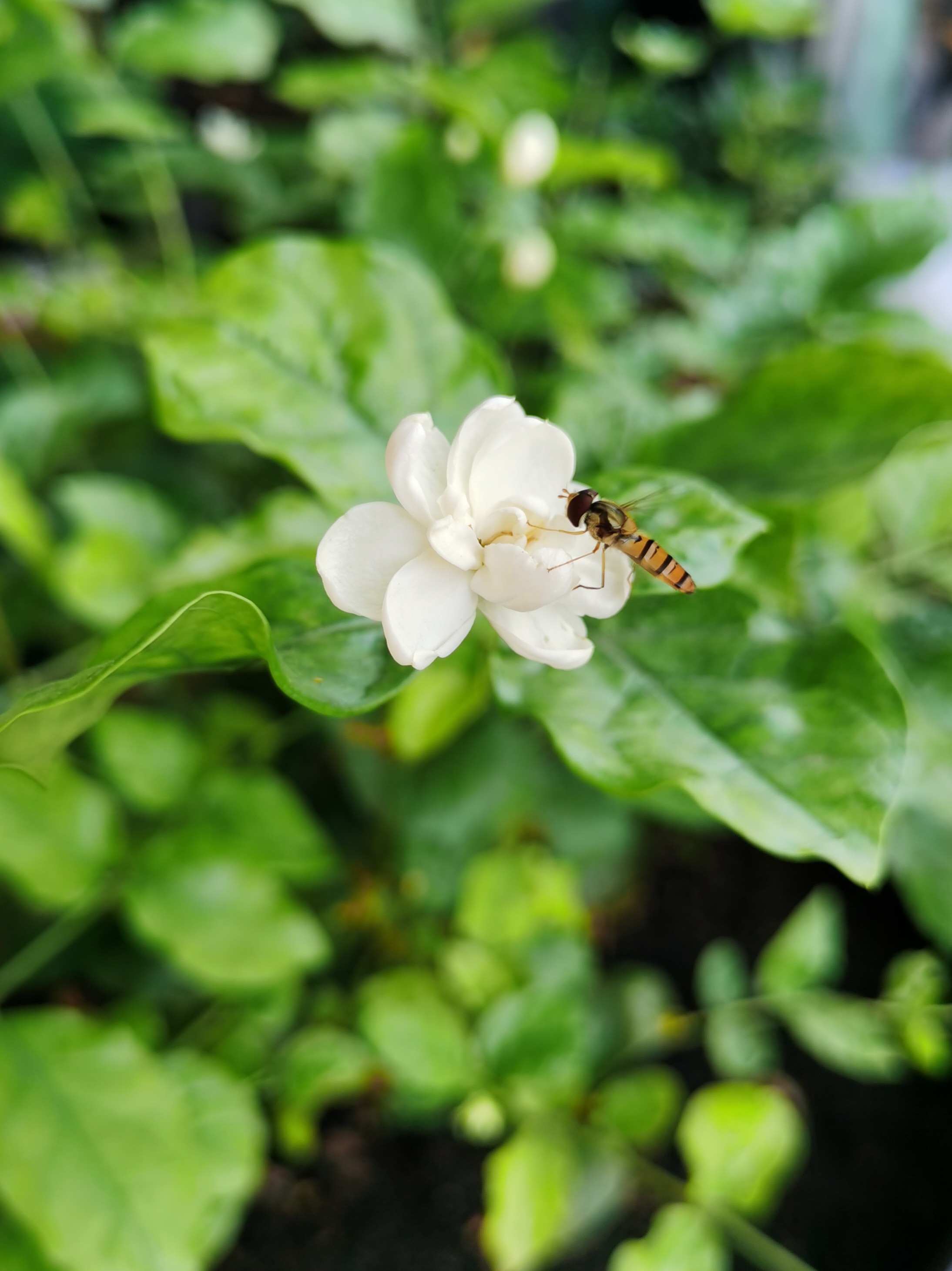 蜂恋花