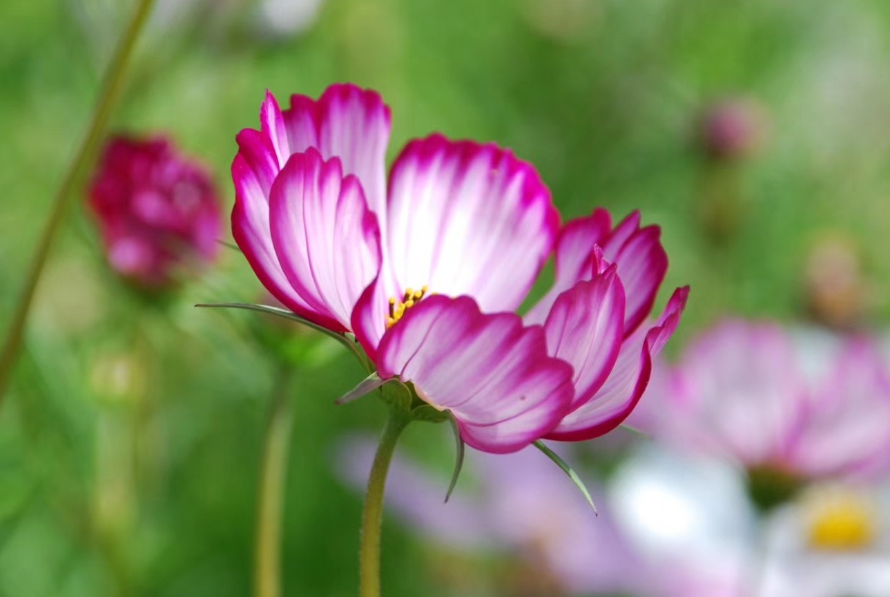 花的温度