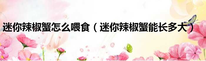 迷你辣椒蟹怎么喂食（迷你辣椒蟹能长多大）
