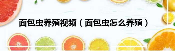 面包虫养殖视频（面包虫怎么养殖）