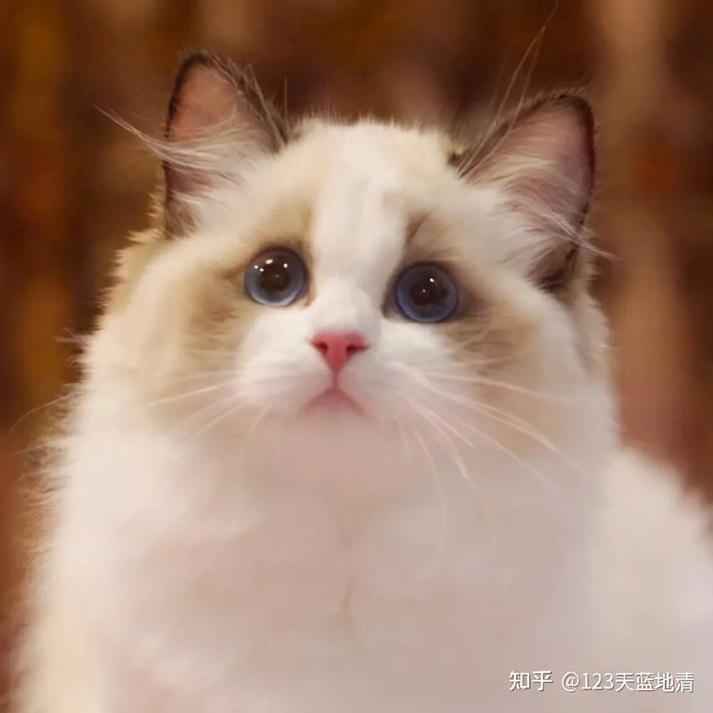 你们的布偶猫都是多少钱买的 布偶猫大概多少元