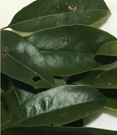 粉色的小东西是什么 粉色的小颗粒是什么东西