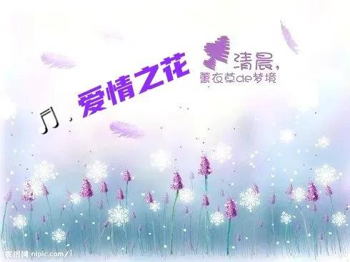 薰衣草盛开的花语是什么
