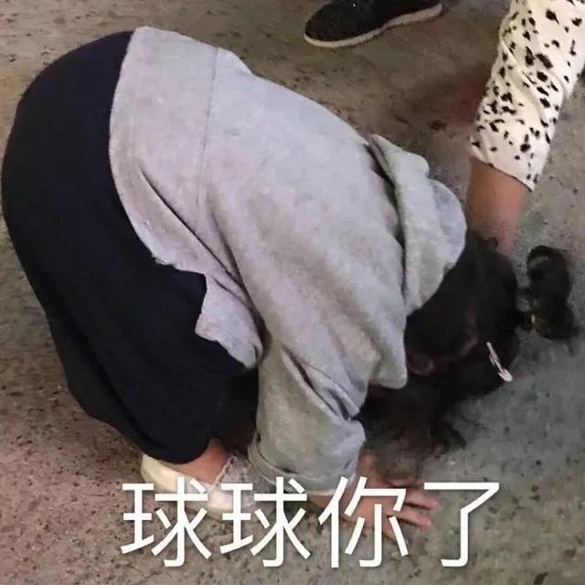 可爱小女孩的表情包萌娃会动的