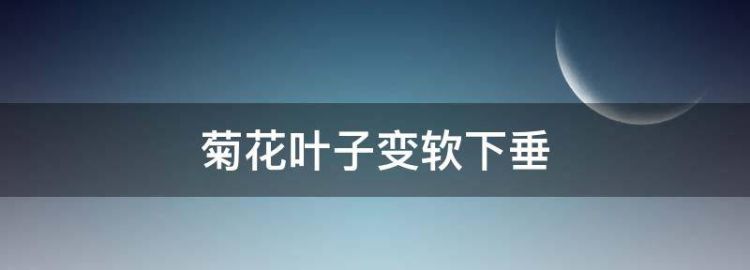 菊花叶子发黄怎么办