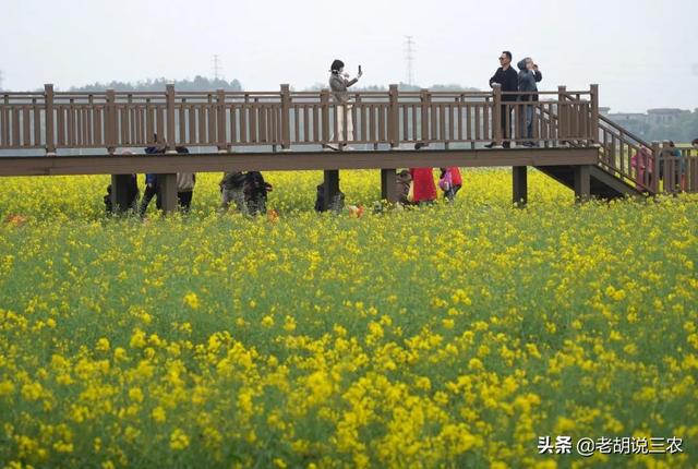 美丽乡村都有哪些规划