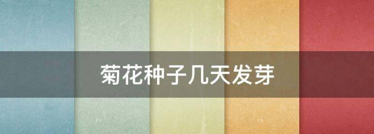 菊花播种方法和时间