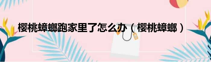 樱桃蟑螂跑家里了怎么办