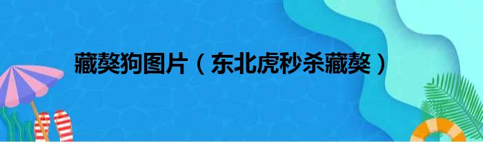 藏獒狗图片