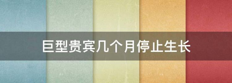 巨型贵宾几个月停止生长