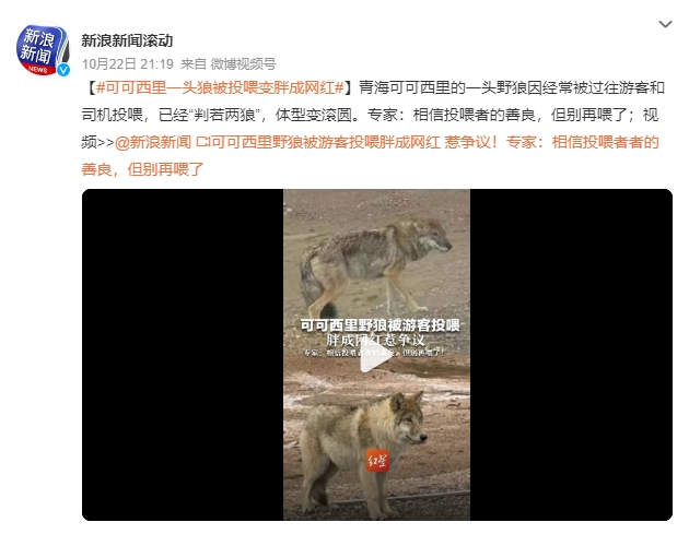 可可西里一头狼被投喂变胖成网红：已经“判若两狼”，体型变滚圆