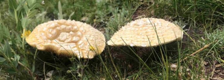 松树地里长出的黄色蘑菇能吃吗