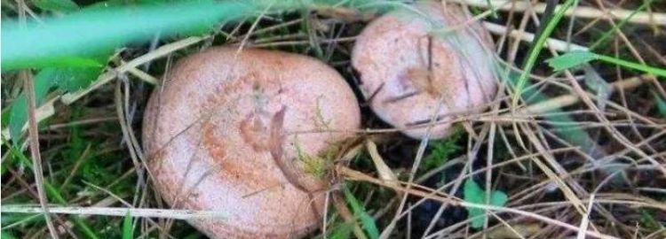 草菇有什么方法可以保存2~3天呢
