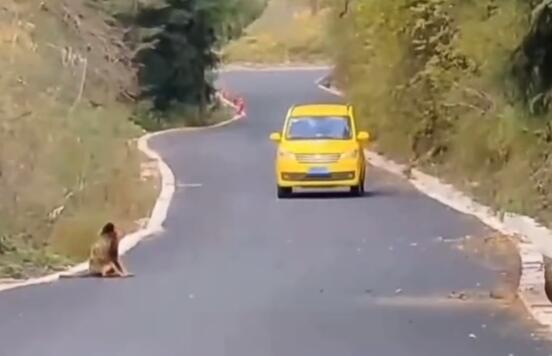 金丝猴与过路司机相互礼让：金丝猴妥妥化身交通安全形象大使！