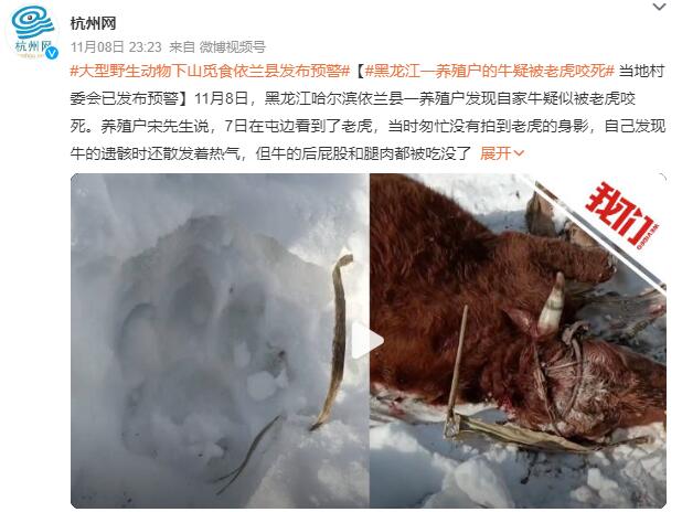 黑龙江居民家养牛被野生老虎捕食：牛的后屁股和腿肉都被吃没了