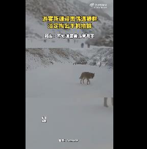 游客新疆偶遇狼群淡定拍照 网友：不知道蛋黄派管用不了！