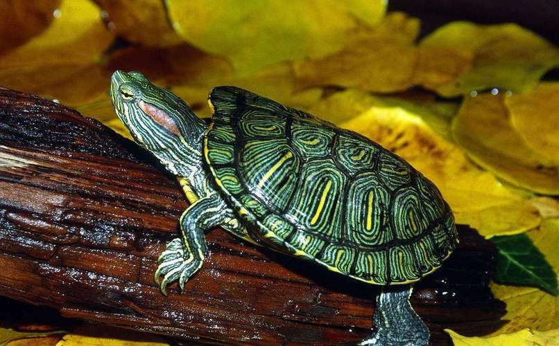 巴西龟饲养频率