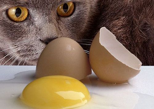 猫咪能吃生鸡蛋吗