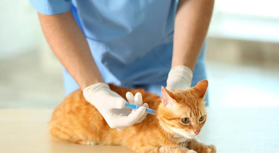 猫咪打疫苗的接种频率