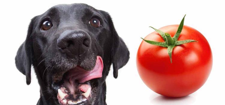狗能否食用小番茄