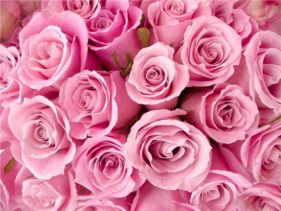 11朵粉玫瑰花语
