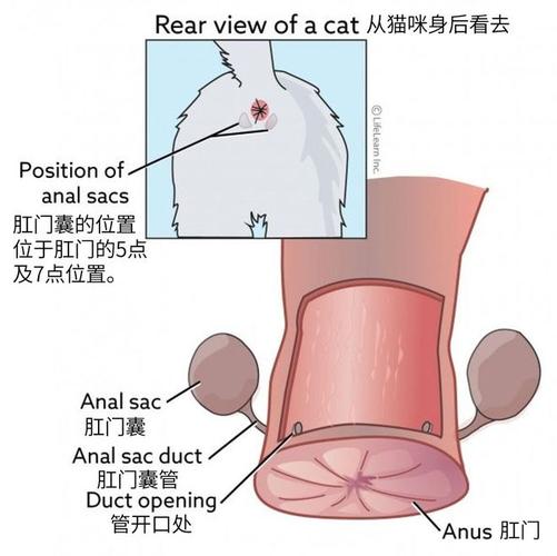 猫咪肛门腺的挤压方法