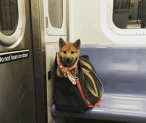 地铁是否接受宠物乘坐