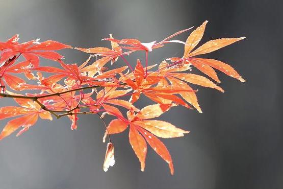 霜叶红于二月花的季节