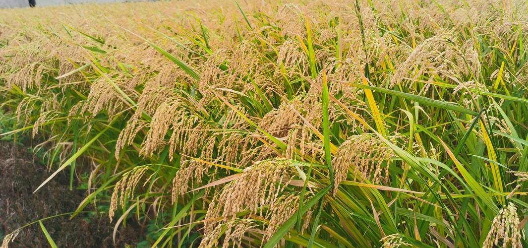 旱稻的种植时间和方法