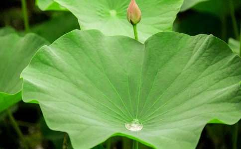 关于《荷叶圆圆》教案范文合集5篇