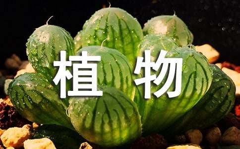 精选植物作文300字集锦8篇