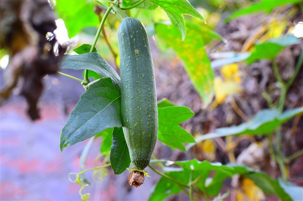 这种蔬菜嫩时能吃、老了能用 热量低还超补水