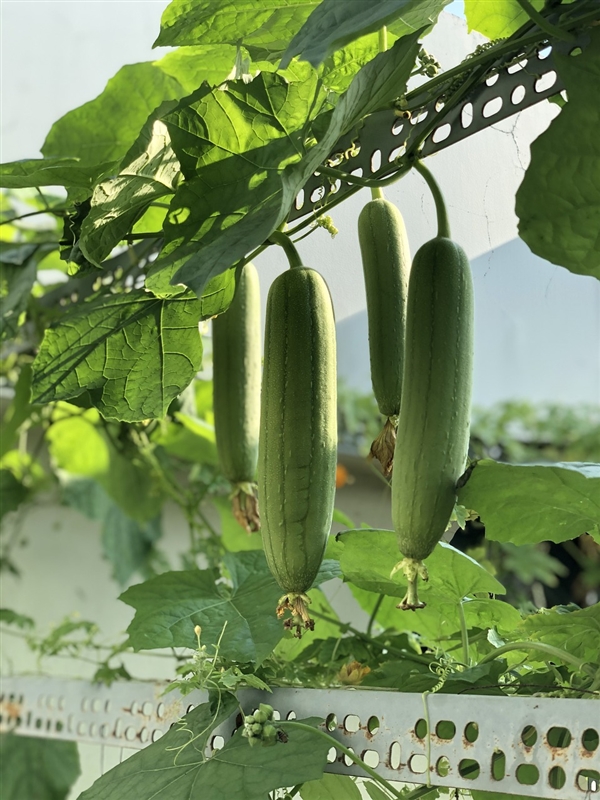 这种蔬菜嫩时能吃、老了能用 热量低还超补水